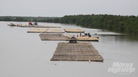 Giữ nguyên 12.500ha Khu bảo tồn thiên nhiên đất ngập nước Tiền Hải