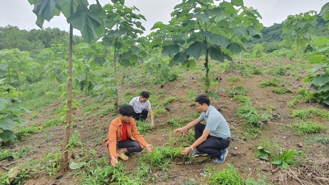 Trồng bách bộ dưới tán rừng, mũi tên trúng nhiều đích