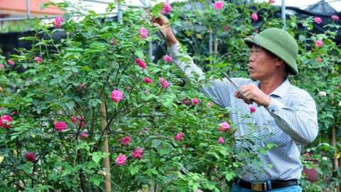 Chú trọng vấn đề môi trường trong phát triển nông nghiệp đô thị