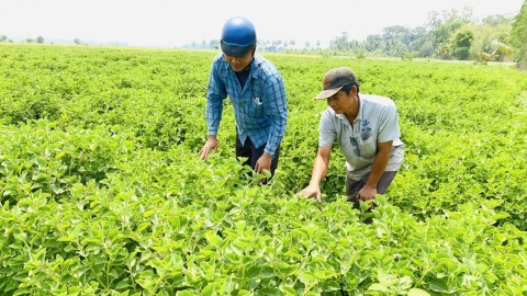 Hệ thống thủy lợi thích ứng biến đổi khí hậu ở An Giang