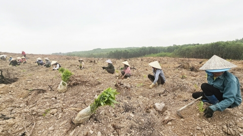 Quảng Bình trồng mới gần 6.600ha rừng