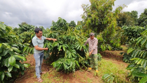 Gia Lai phát triển cà phê bền vững chống phá rừng