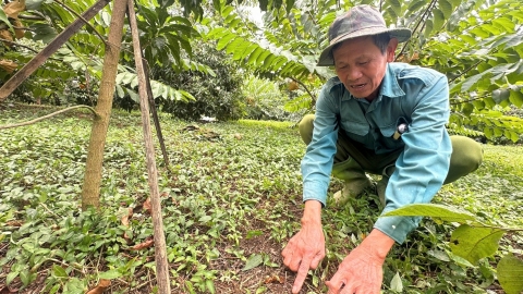 Bí quyết tạo ra trái vú sữa hoàng kim thơm ngọt của lão nông U70