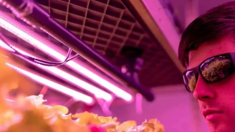 Growing crops in the dark with 'electro-agriculture' can revolutionize food production