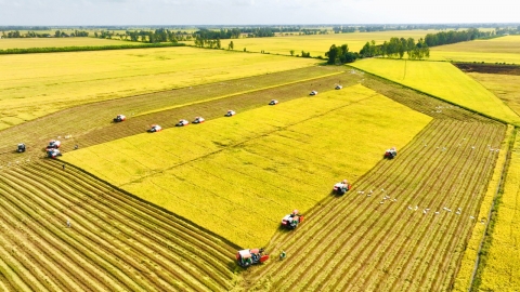 Xây dựng chuỗi liên kết lúa gạo giảm phát thải quy mô lớn