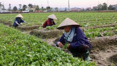 Hợp tác xã tiên phong trồng rau sạch