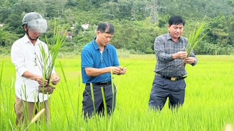 Hợp tác xã đã qua thời ‘nay làm mai nghỉ’