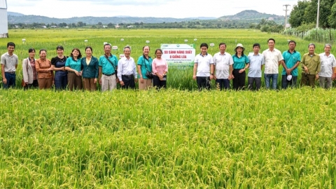 HTX xây dựng cánh đồng lớn một giống và thương hiệu ‘Gạo Phú Thiện’