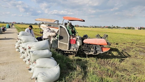 Niềm vui trên cánh đồng hai vụ lúa của HTX Xuân Bồ