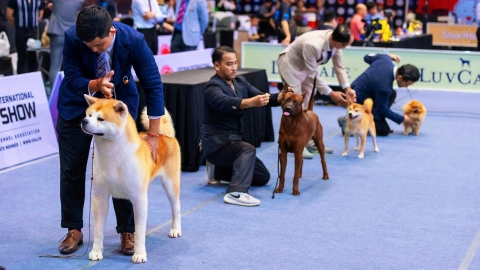 Sắp diễn ra cuộc thi Dog Show lớn nhất nước