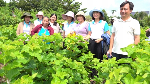 Cây dâu khỏa lấp cây tiêu ở vùng biên