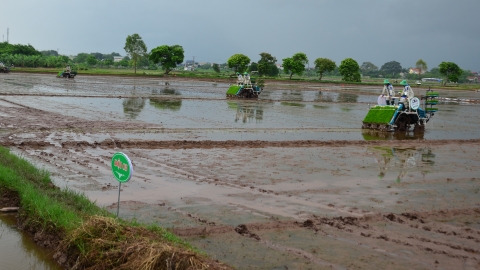 Những cánh đồng không dấu chân ở Liên Hà