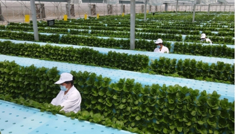 How is China achieving record harvests despite reducing fertiliser use?