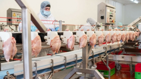 US poultry sector prepares for mass deportations