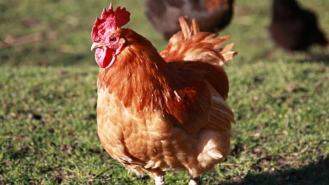 Poultry to be kept indoors amid rise in bird flu