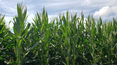 Mexico denied GM corn measures