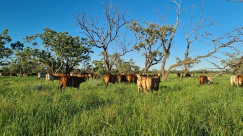 Regenerative agriculture’s biggest developments in 2024 and what they mean for 2025