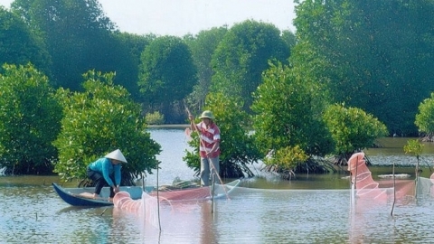 Phục hồi rừng ngập mặn kết hợp nuôi trồng thủy sản