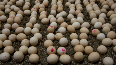 Hatching broilers on-farm or in the hatchery – what are the effects?