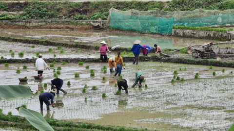 Nông dân Tuyên Quang xuống đồng cấy hơn 18.000ha lúa xuân