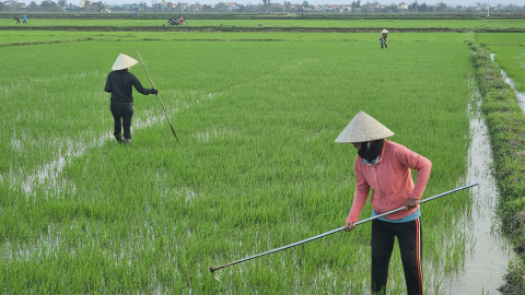 Nông dân Quảng Bình tranh thủ tỉa dặm lúa vụ đông xuân