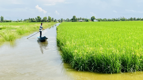 Nông dân Cà Mau trúng mùa tôm, giá bán tốt