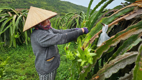 Bình Thuận hướng dẫn nông dân phòng trừ sâu bệnh hại cây trồng