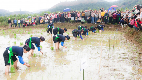 Người Tày thi cấy lúa trong lễ hội Lồng Tồng