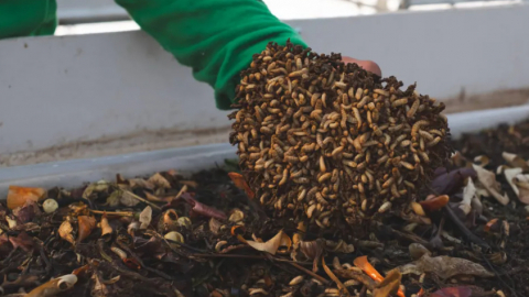 This tiny bug transforms food waste into nutrient-rich biofertiliser