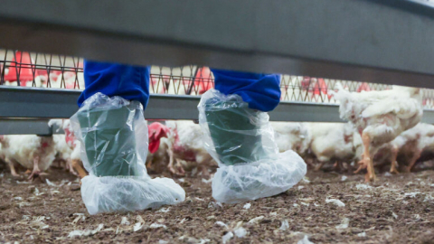 A vet’s view – 6 areas of risk when dealing with avian influenza