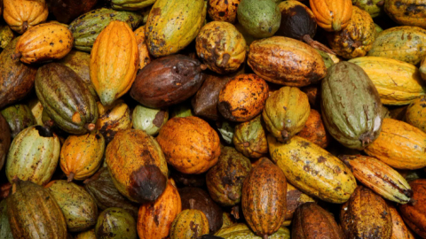 Ivory Coast rains revive cocoa farmers’ hopes for healthy mid-crop