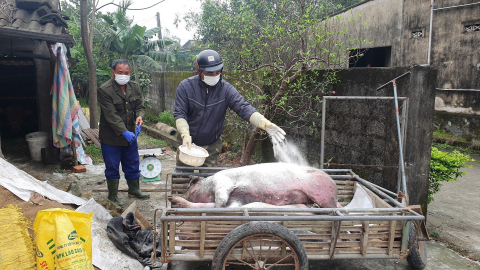 Dịch tả lợn Châu Phi âm ỉ lan rộng