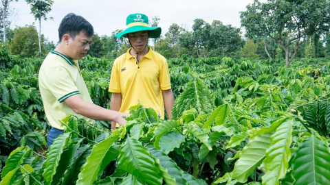 PVCFC là nhà tài trợ Vàng lễ hội Cà phê Buôn Ma Thuột 2025