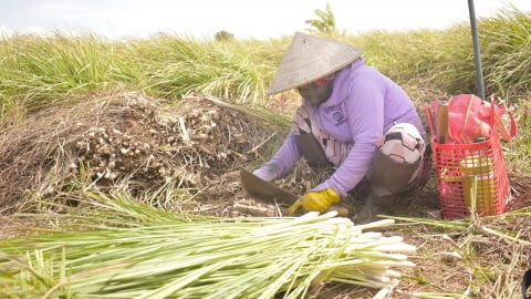 Giá cây sả tăng 2.000 đồng/kg