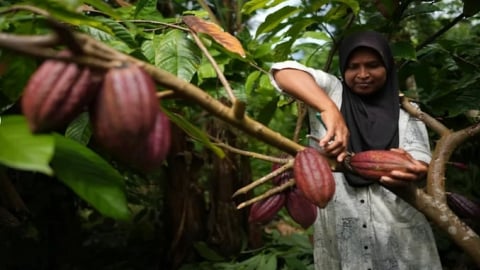 Indonesia's cocoa farmers work with businesses to fight the bitter impact of climate change