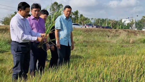 Sóc Trăng: 66ha lúa đông xuân muộn bị nhiễm mặn đã được phục hồi