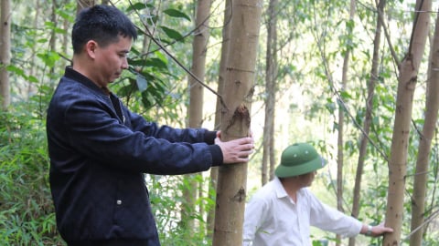 Khó khăn trong cấp chứng chỉ rừng FSC tại Yên Bái: [Bài 1] Doanh nghiệp hờ hững, hộ dân nản