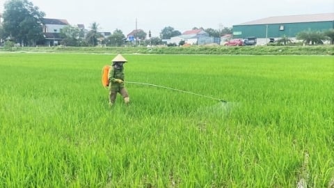 Cảnh báo nguy cơ bệnh đạo ôn lá lan rộng