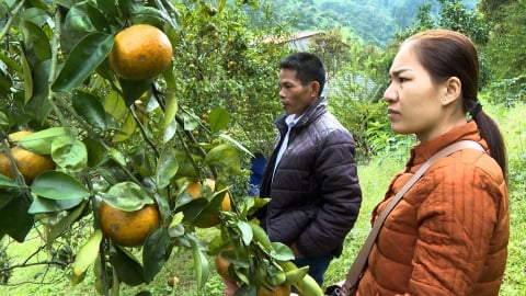 Hàng trăm ha cây có múi suy thoái ở Bắc Kạn