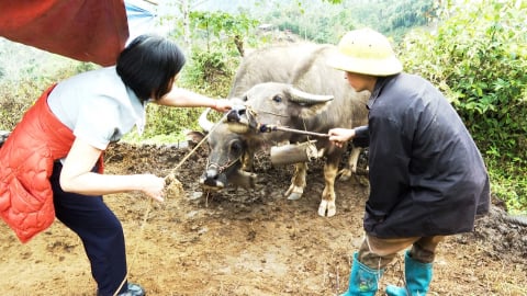 Gia súc nuôi biệt lập vẫn nhiễm bệnh lở mồm long móng