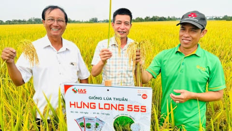 Giống lúa Hưng Long 555 năng suất hơn 10 tấn/ha tại ĐBSCL