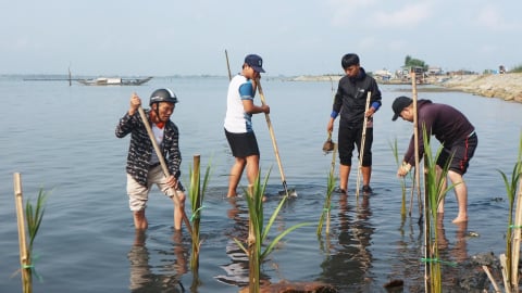 Bàn giao hơn 15.000 cây giống phục hồi rừng