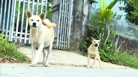 Tử vong sau hơn 4 tháng bị chó dại cắn