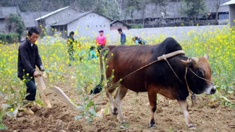 Bảo tồn nguồn gen quý bò vàng Hà Giang