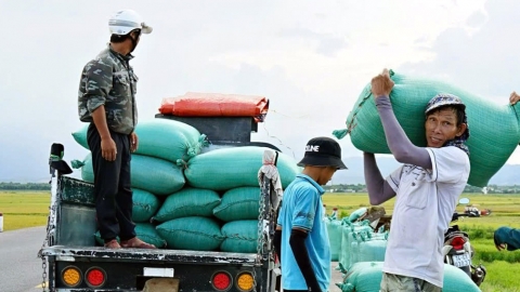 Nhìn lại thắng lợi vụ hè thu: Giữ an toàn cho vụ lúa khó lường nhất trong năm