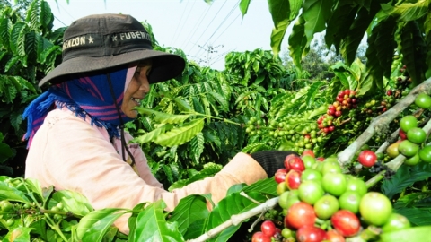 Khuyến cáo bón phân trên đất Tây Nguyên