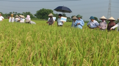 Thêm giống lúa ngắn ngày