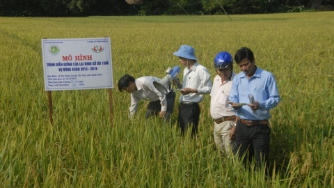 Những giống lúa cực ngắn ngày