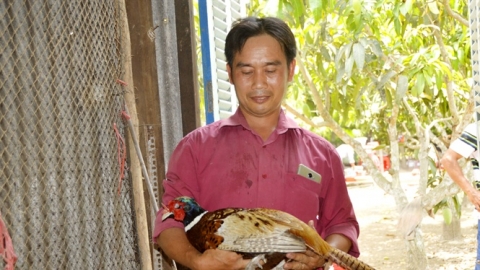 Chim trĩ 'siêu' mắn đẻ, nuôi chúng được ví như 'máy in tiền'