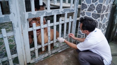 Dong Nai tightens rabies prevention: Vaccination is still ‘congested’